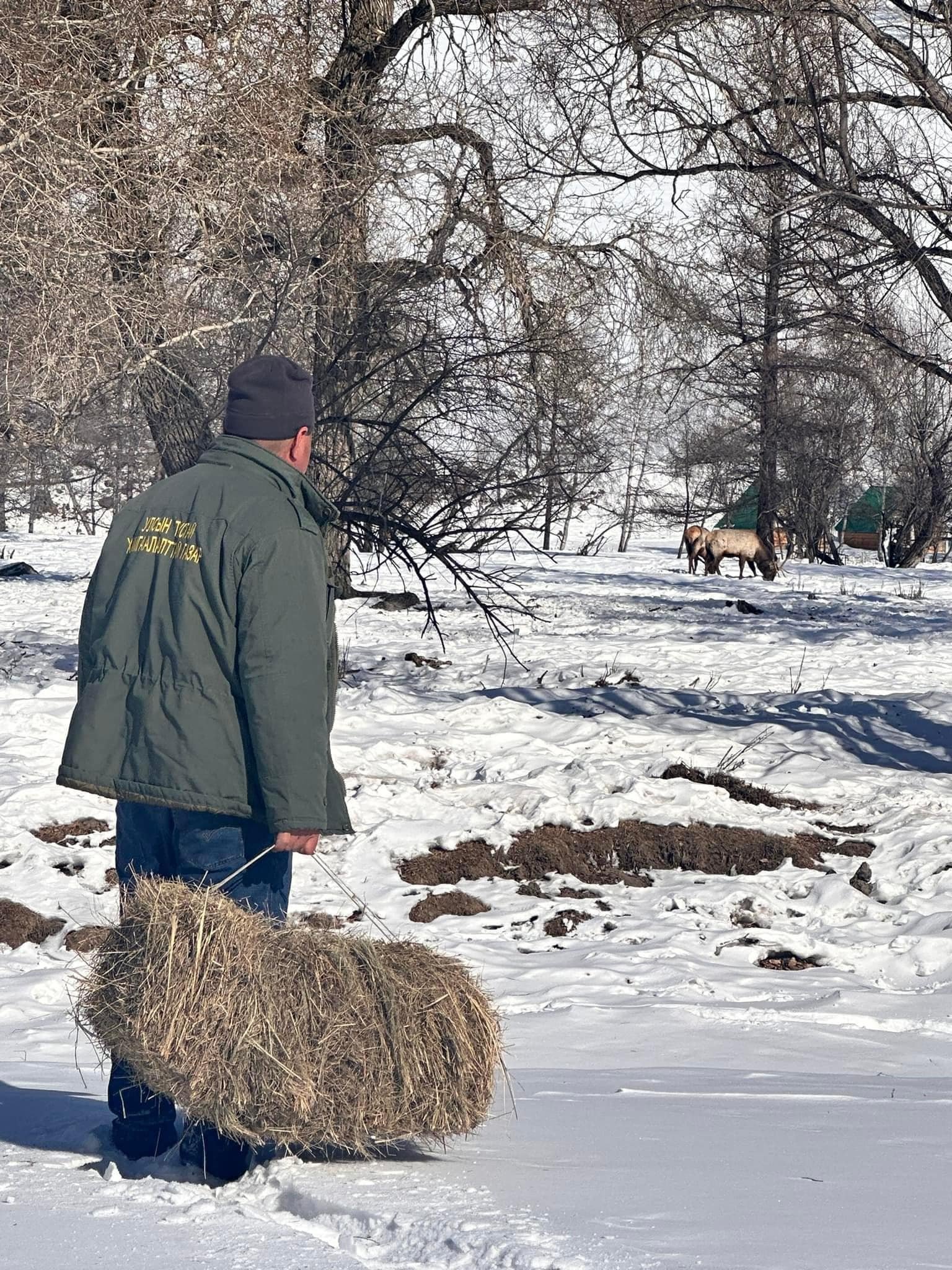 Зэрлэг амьтдад өвс, тэжээлийн дэмжлэг үзүүлэв